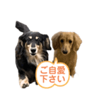 まったりダックスフンド（個別スタンプ：33）