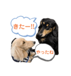 まったりダックスフンド（個別スタンプ：34）