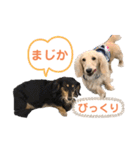 まったりダックスフンド（個別スタンプ：35）