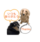 まったりダックスフンド（個別スタンプ：36）