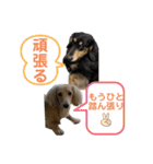 まったりダックスフンド（個別スタンプ：37）