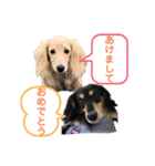 まったりダックスフンド（個別スタンプ：38）