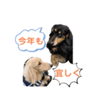 まったりダックスフンド（個別スタンプ：39）