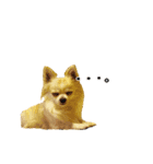 チワワのゆきち。②（個別スタンプ：2）