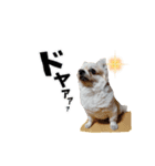 チワワのゆきち。②（個別スタンプ：5）