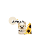 チワワのゆきち。②（個別スタンプ：7）