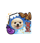 チワワのゆきち。②（個別スタンプ：8）