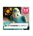 セキセイインコスタンプ！（個別スタンプ：1）
