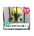 セキセイインコスタンプ！（個別スタンプ：2）