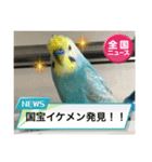 セキセイインコスタンプ！（個別スタンプ：3）