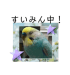 セキセイインコスタンプ！（個別スタンプ：4）