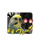 セキセイインコスタンプ！（個別スタンプ：5）