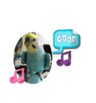 セキセイインコスタンプ！（個別スタンプ：6）
