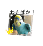 セキセイインコスタンプ！（個別スタンプ：8）