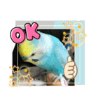 セキセイインコスタンプ！（個別スタンプ：9）