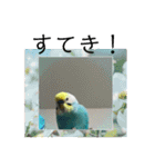 セキセイインコスタンプ！（個別スタンプ：11）