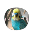 セキセイインコスタンプ！（個別スタンプ：13）
