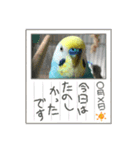 セキセイインコスタンプ！（個別スタンプ：14）