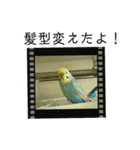 セキセイインコスタンプ！（個別スタンプ：16）