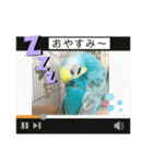 セキセイインコスタンプ！（個別スタンプ：17）