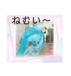 セキセイインコスタンプ！（個別スタンプ：18）