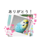 セキセイインコスタンプ！（個別スタンプ：19）
