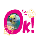 セキセイインコスタンプ！（個別スタンプ：20）
