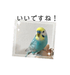 セキセイインコスタンプ！（個別スタンプ：22）
