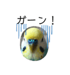 セキセイインコスタンプ！（個別スタンプ：24）