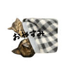 アイルーちゃんとミラちゃん（個別スタンプ：3）