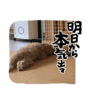 マルプー茶々丸5（個別スタンプ：1）