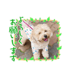 マルプー茶々丸5（個別スタンプ：4）