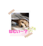 マルプー茶々丸5（個別スタンプ：7）