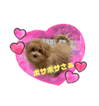 マルプー茶々丸5（個別スタンプ：10）
