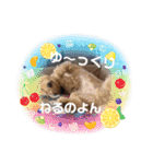 マルプー茶々丸5（個別スタンプ：11）