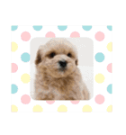マルプー茶々丸5（個別スタンプ：13）