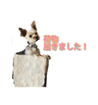 ヨークシャテリアのわんこです（個別スタンプ：6）