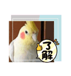 インコちゃん達2❤️オカメ❤️コザクラ（個別スタンプ：1）