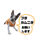 気付けば覚えちゃってる楽チン韓国語④（個別スタンプ：6）