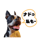 気付けば覚えちゃってる楽チン韓国語④（個別スタンプ：20）