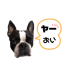 気付けば覚えちゃってる楽チン韓国語④（個別スタンプ：21）
