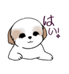 Stickers_Shih Tzu_i シーズースタンプ（個別スタンプ：14）