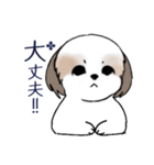 Stickers_Shih Tzu_i シーズースタンプ（個別スタンプ：18）