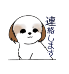 Stickers_Shih Tzu_i シーズースタンプ（個別スタンプ：29）