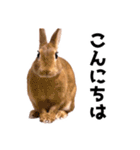 おてんば娘のハピたんスタンプ（個別スタンプ：1）