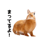 おてんば娘のハピたんスタンプ（個別スタンプ：2）