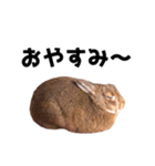 おてんば娘のハピたんスタンプ（個別スタンプ：3）