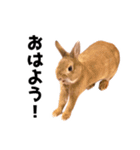 おてんば娘のハピたんスタンプ（個別スタンプ：4）