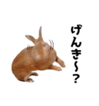 おてんば娘のハピたんスタンプ（個別スタンプ：5）