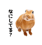 おてんば娘のハピたんスタンプ（個別スタンプ：6）